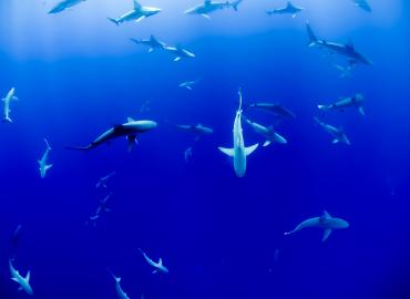 Group of sharks swimming